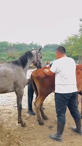 229K views · 571 reactions | #horsestory #ridinghorse #horsecare #horselover #horsebackriding #horsebreed #horsetraining #horseshow #horsemanship #horserescue #horseauction #horsetrader | Horse Story | Facebook