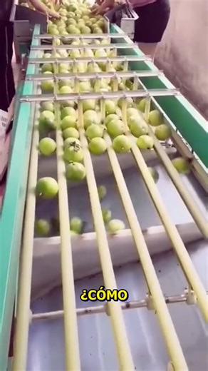 La magia detrás de las manzanas en la cinta. #Manzanas #Procesos #Agricultura | Mundo Videos