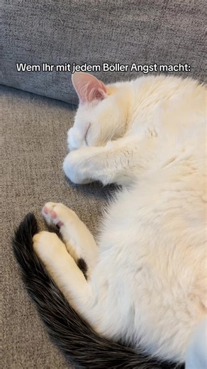 Funny Cat Video Reactions to Fireworks