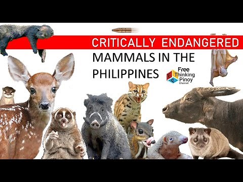20 KAKAIBANG MAMMALS SA PILIPINAS | RARE LAND MAMMALS IN PHILIPPINES