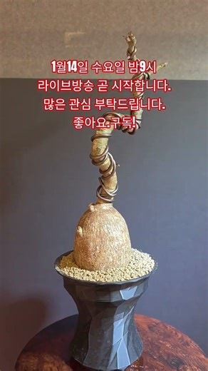 1월14일 수요일 밤 9시 라이브방송 #아프리카식물 #다육이 #식물 #선인장 #코덱스 #희귀식물 #파키푸스 #그락실리우스 #구갑룡 #전주아프리카식물 #전주다육이 #전주선인장