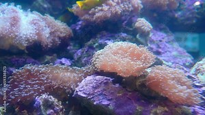 Beautiful sea fish swimming in the aquarium. This is a beautiful marine fish that is kept in an aquarium as an ornamental