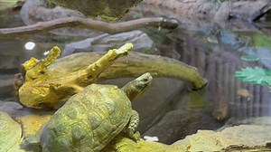6.4K views · 288 reactions | It's Turtle Pond time! Turtle spotting on the edge of the indoor pond at the Belle Isle Nature Center is one of our favorite ways to spend World Turtle Day. This habitat is home to many shelled friends who can be surprisingly active! The Nature Center free to the public and is open from 10 a.m. to 5 p.m. daily – plan your visit today: https://bit.ly/3EomRjR | Detroit Zoo | Facebook