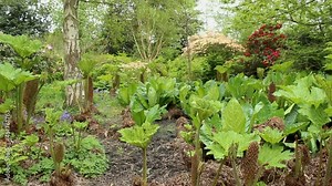 Gunnera peltata/Gunnera manicata - prehistoric plant/prehistoric landscape - pan left camera. Birmingham Botanical Gardens and Glasshouses.