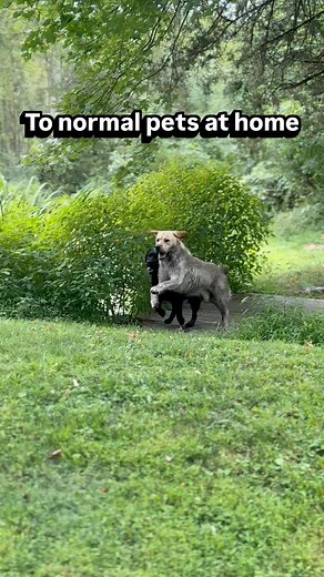 Thankfully one of the benefits of showing labradors is that they truly are a “wash and go” breed. 🤣🤣🫶🏻 #showdogs #showdogsofinstagram #showdoglife #gallivantlabradors #blacklabradors #labradorretriever #labradors #labsofinstagram #dogsofinstagram #labradorsofinstagram #blackdog #doglove #blacklablove #doglovers #puppylove #retrieverlife #proplandogs | Gallivant Labradors