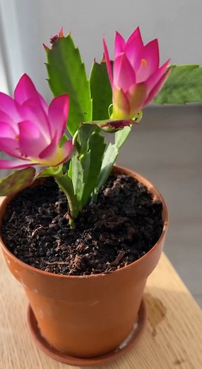 296K views · 1.9K reactions | Avant le froid, suivez ces étapes pour un cactus de Noël fort, fleuri et prêt pour l’hiver | Astuces Recettes Trucs | Facebook