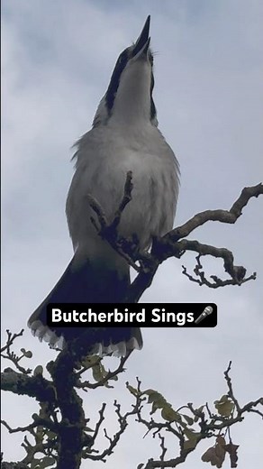 Australian Butcherbird CALL | Sound | Song | Nature Sounds