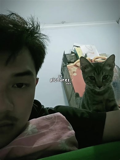 Cute Cats Snuggling with Their Owner