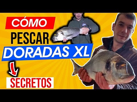 CÓMO PESCAR DORADAS 📕 Surfcasting 📗 (Consejos y TRUCOS) Asturias / Galicia