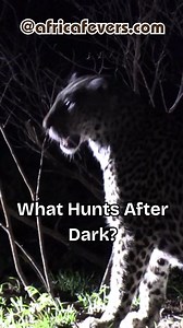 What hunts after dark? ✔ Leopard, hyena, serval behaviour at night ✔ Light etiquette that helps guide wildlife ✔ What to expect vs what’s hype Clear, useful night-drive intel without the drama. 🌒🐆🔦 Read the night-guide in the first comment and save the etiquette tips. #NightSafari #Leopard #Hyena #Serval #NocturnalWildlife #SafariTips #AfricaFevers | AdventurousAfrica