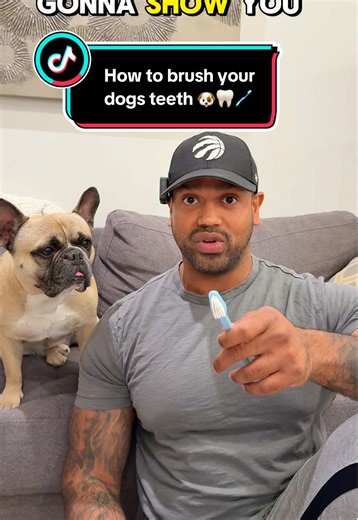 How to Brush Your Dog's Teeth: Step-by-Step Guide