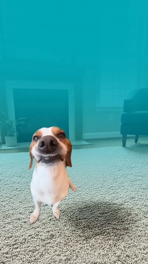 1.2K views · 186 reactions |  Halıdaki “minik sürprizlere” karşı en...