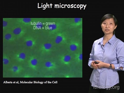 超分辨成像-庄小威（super-resolution microscopy）