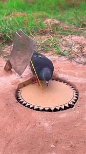 Unique DIY Dove Trap #shorts #shortsreels | Animal Daily TV