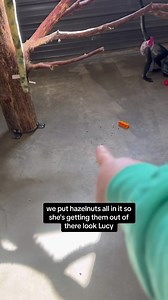 43K views · 3K reactions | New enrichment feeder hung. They already are getting the hang of it冀 #smart #monkeys #friends #family | Our Life Adventures | Facebook