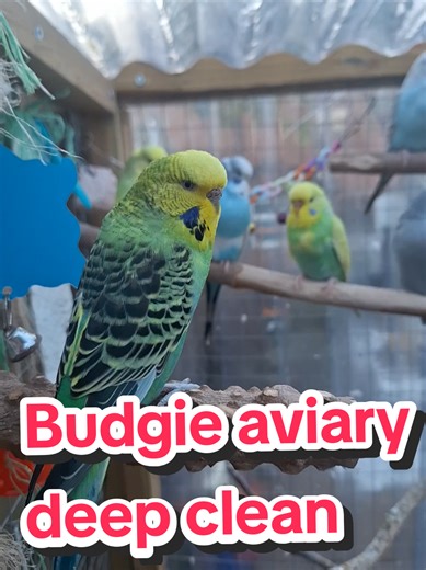 Essential Guide to Deep Cleaning Budgie Aviaries