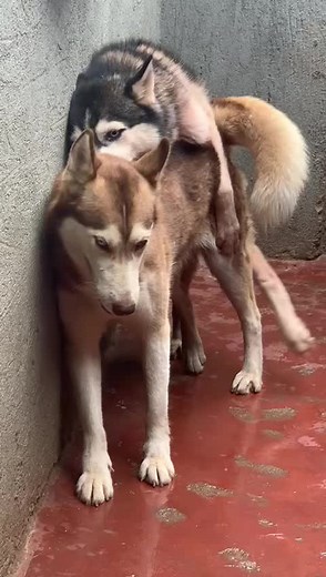 Adorable Husky Mating Compilation | Kiyemba Kennel