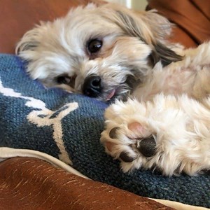 1.4K views · 512 reactions | Super cute nap time. Yes, that’s a blanket on the pillow on the hole on the couch. :) #noelthebipawdshorkie #bipawd #bipawdlife #pinktongue #shorkie #shorkiesofinstagram #shorkies #dognap #closeupnaptime #beantoes4life #pinkblackbeantoes #mycutedog | Noel the Bipawd Shorkie | Facebook