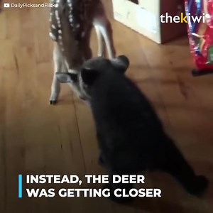 This little bear wanted to meet his little deer brother. At first, the deer was a little scared and even aggressive, but Boog the little bear tried hard to get him to like him, and in the end, he got an unforgettable gift from his new friend. | Meow Meow