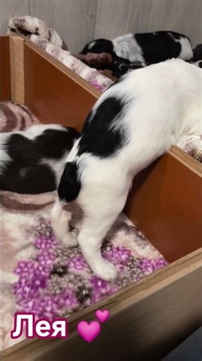 Russian Hunting Spaniel 💗💗💗Leya 💖 #ros #spaniel