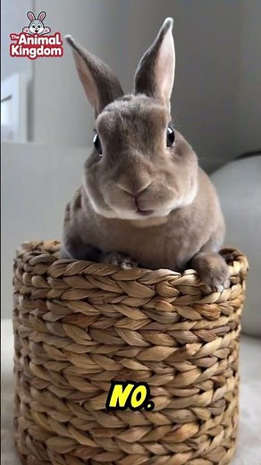 Top Rabbits with the Cutest Faces 😍