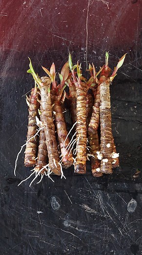 47K views · 183 reactions | Unlock 100% Success: Cordyline Plant Cuttings Soil Propagation Guide! #propagation #cordyline | Flower lovers | Facebook