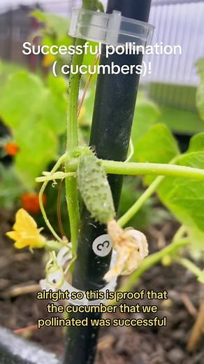 Successful Cucumber Plant Hand Pollination Guide