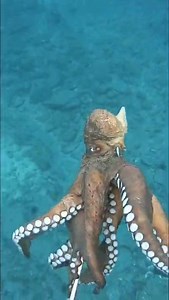 spearfishing fishing octopus zipkin | Sea Discover