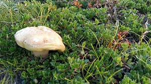 371K views · 1.3K reactions | Il ritrovamento odierno di un Boletus...