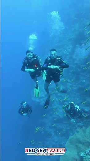 Gorgonian Corals of the Red Sea: Nature’s Living Fans