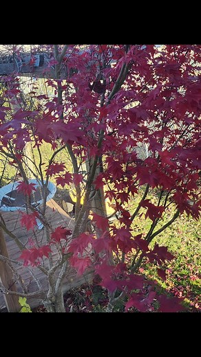 Enjoying natural beauty in the best time..🇨🇦🙏 | Kim Nguyen