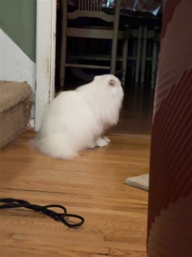 255 reactions · 8 comments | Post bath zoomies with Rainier! | Mitchell Ross | Facebook