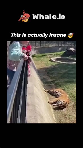 Zahan on Instagram: "The video depicts a woman tumbling over a zoo railing into a tiger enclosure, where the tiger approaches calmly and allows petting, turning panic into friendly interaction, but the sequence defies real animal behavior. - Posted today by @Crazymoments01, a account specializing in viral clips, it has amassed 47,000 views with modest engagement, sparking replies that label it AI-generated deepfake due to implausible tiger docility. - Such content exemplifies rising AI video hoa