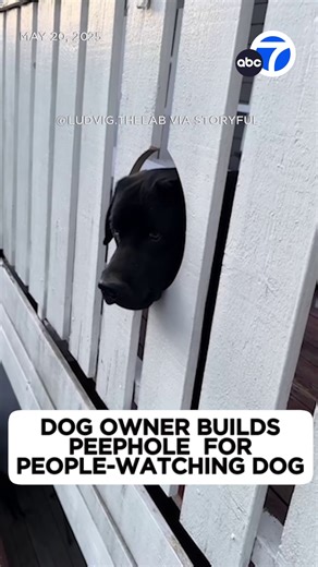 2.9M views · 75K reactions | Ludvig “loves to sit on the veranda watching everyone walk by.” So, his human did something clever – she created a peephole in the fence so he doesn’t have to peek under or over the railing. Now, he can enjoy the view in comfort. | ABC7 | Facebook