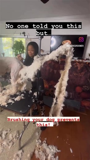 Charlotte Dog Groomer Kiara Barrino | LETS TALK ABOUT MATS BABY! In severe cases matting may cause poor circulation to the skin and cut off air supply to extremities while... | Instagram