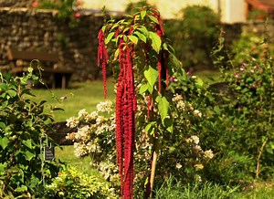 Cultivez l'amarante au potager : conseils pratiques et astuces