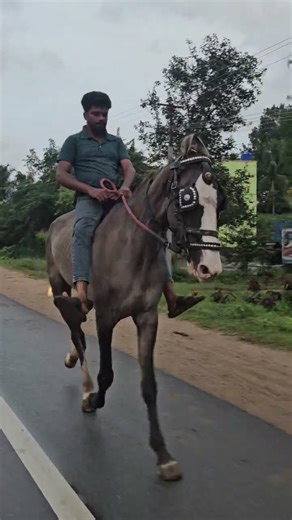 Single testicle stallion faizal riding by mazar bhai #ab_horseman #horse