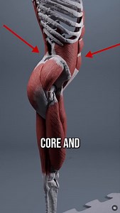 Conor Harris on Instagram: "Anterior pelvic tilt is not caused by “tight muscles”. This is an outdated way of looking at it, and leads to sub-optimal results when trying to improve movement and posture. Want an easy program that fixes mobility, pain, and posture (like this) from head to toe + can be individualized to your body? Check out my Beginner Body Restoration program. Link in bio! Credit to @anatomy.of.motion for the visuals"