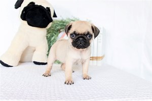 Maggie - Pug Puppy 9A3C20