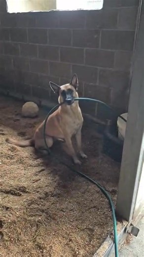 2.1K views · 87 reactions | Everyone helps out around the stables at Austin Racing. | Austin Racing Stables | Facebook