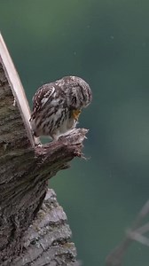 3.7K views · 287 reactions | Beautifully captured and musicalized by Lawrence Chatton. https://www.instagram.com/reel/Ce80r-TKovM/?igshid=YmMyMTA2M2Y= | Sean Purcell Art | Facebook