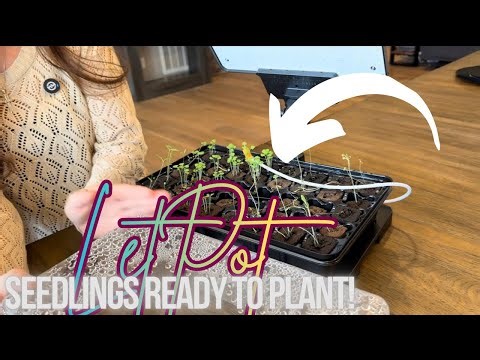 Follow up 24 days later of the LetPot Seeding Starter!