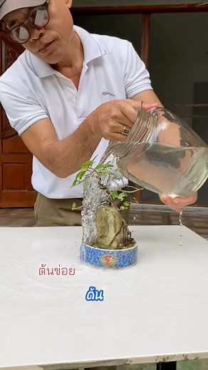 Siamese rough bush tree or Tooth brush tree ต้นข่อย #รุ่งอรุณวาไรตี้ #บอนไซจิ๋ว #bonsai #บอนไซ #plants #green | รุ่งอรุณ วาไรตี้
