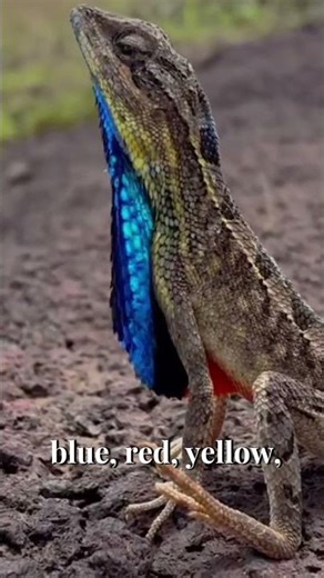 The Fan-Throated Lizard’s Colorful Dance | Nature’s Tiny Performer #wildveill