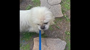 5.5K views · 534 reactions | Last week, the new guy, WittWitt said he was not going to file a complaint to management. However, I believe he’s been talking to Morti. Seems the secret is out that the squeaky wheel gets the treats….This guy is ready to talk to anyone who will listen! Precious chatter-yammer! | Liz E.'s Pekingese Rescue and Sanctuary | Facebook