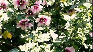 hibiscus syriacus althea rose of sharon flower tree moving in the wind with camera zooming in on it Stock Video