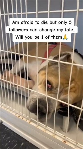 Bary has cerebellar ataxia, which makes even simple things-like hopping on the couch-a challenge.