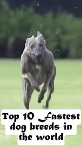 The Fastest dog breeds in the world . #dogfacts #rescuedog #trendingreelsvideo #dogreels | Doggy Discovery