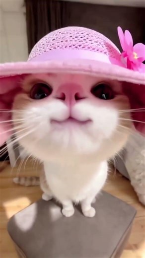 Lovely kitten 🐈🐾 #kitten #cat #catvideos #cats