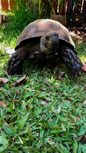 1.8K views · 120 reactions | Running into the weekend!  Hope your plans include visiting us at the Honolulu Zoo—there’s so much to see and explore!  Come hang out with the animals and make some wild memories! #alohafriday #runningintotheweekend #visitthezoo #honoluluzoo #honolulu #hawaii | The Honolulu Zoo | Facebook